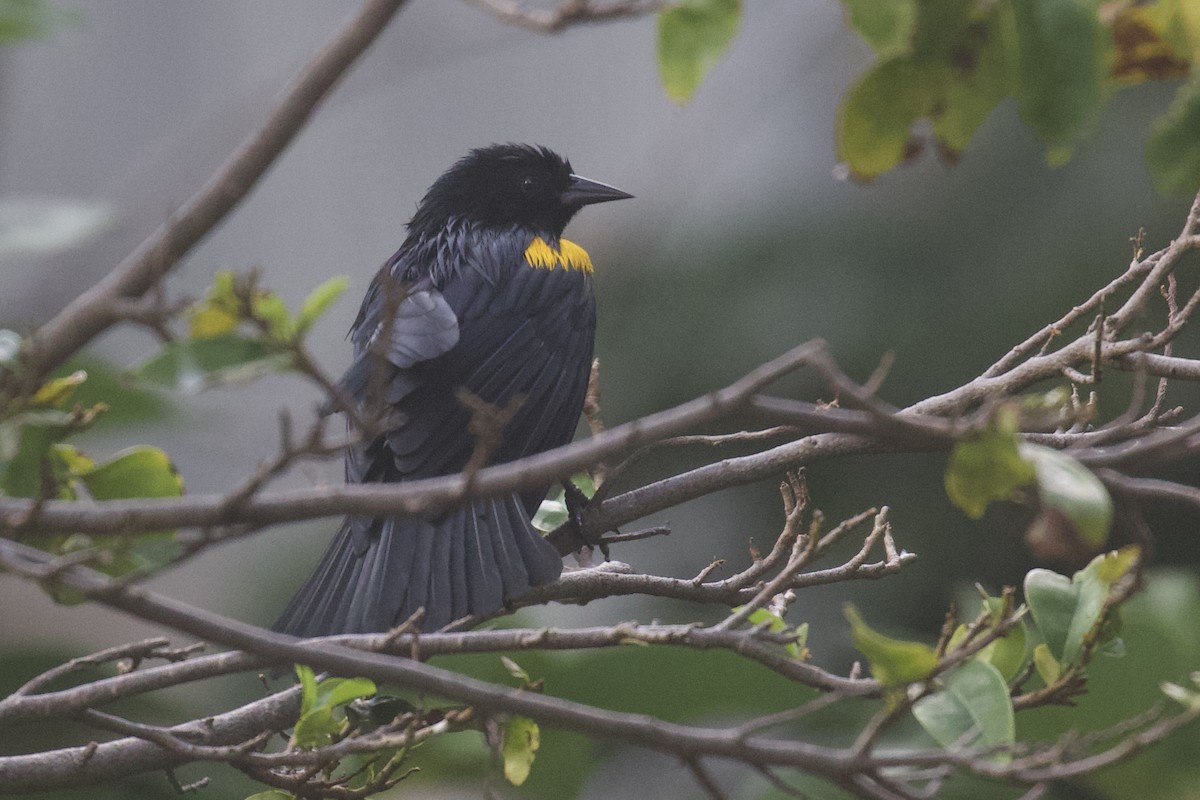 Yellow-shouldered Blackbird - ML645583054