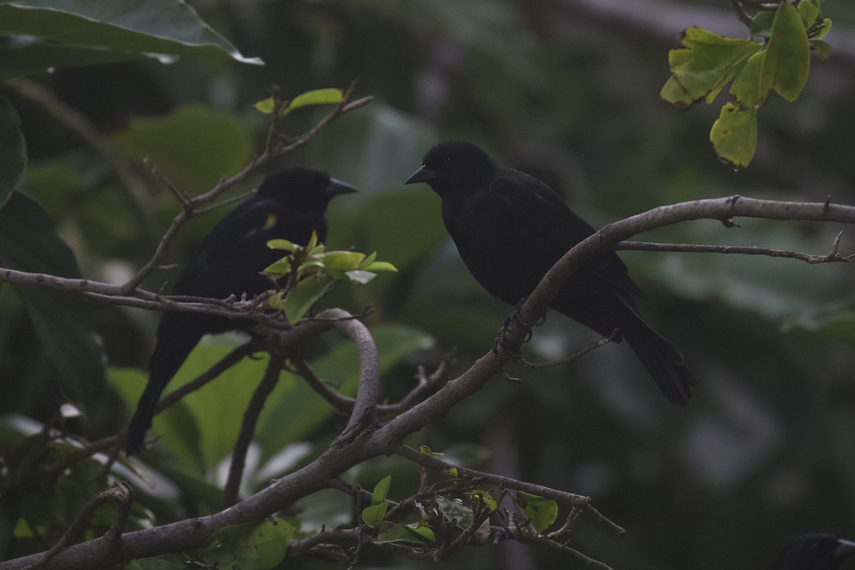 Yellow-shouldered Blackbird - ML645583055