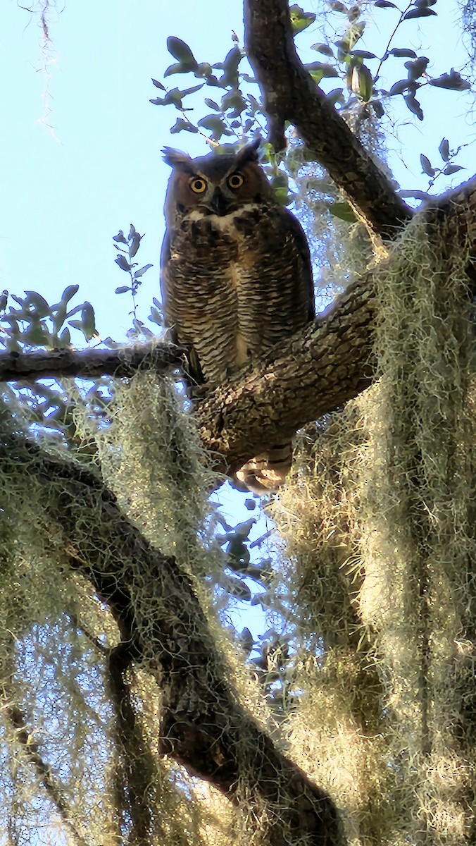 Great Horned Owl - ML645583057