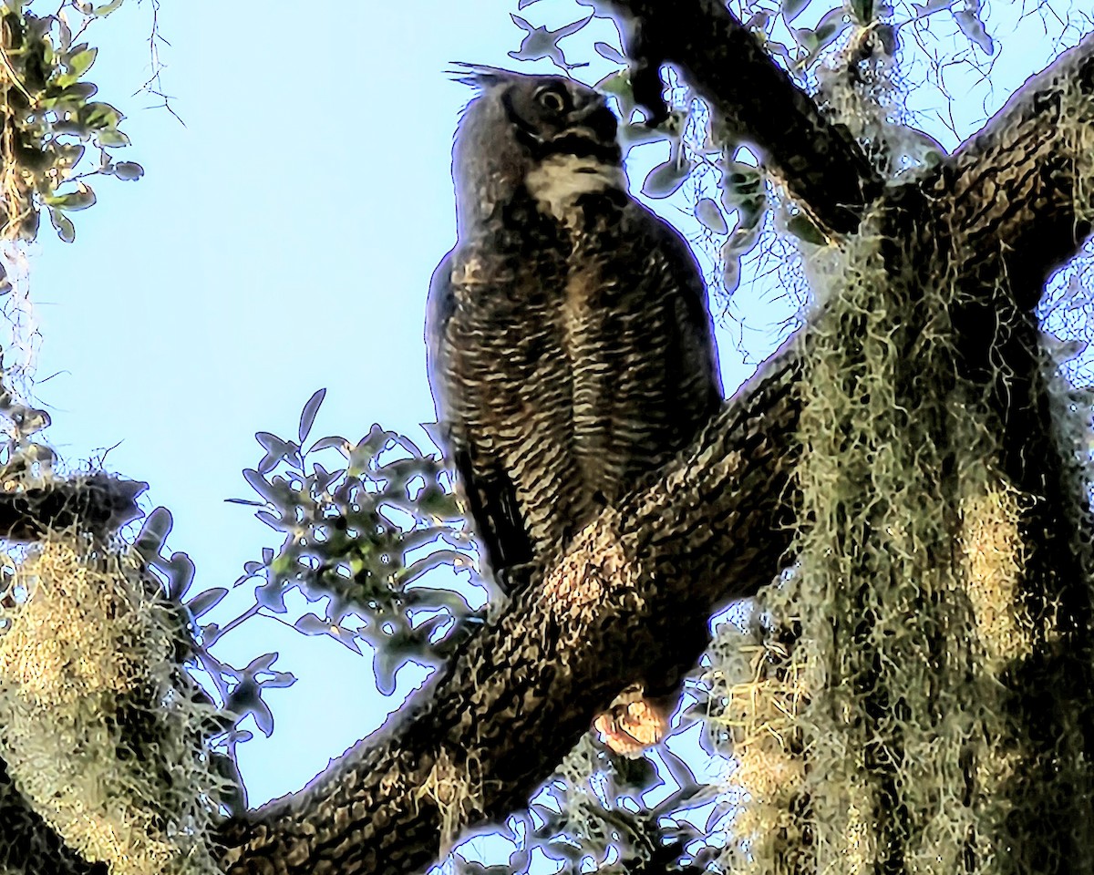 Great Horned Owl - ML645583058