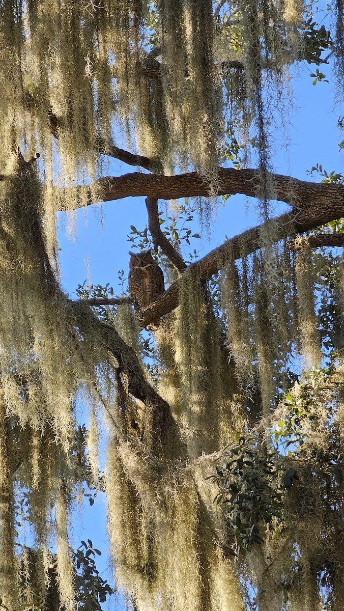 Great Horned Owl - ML645583060