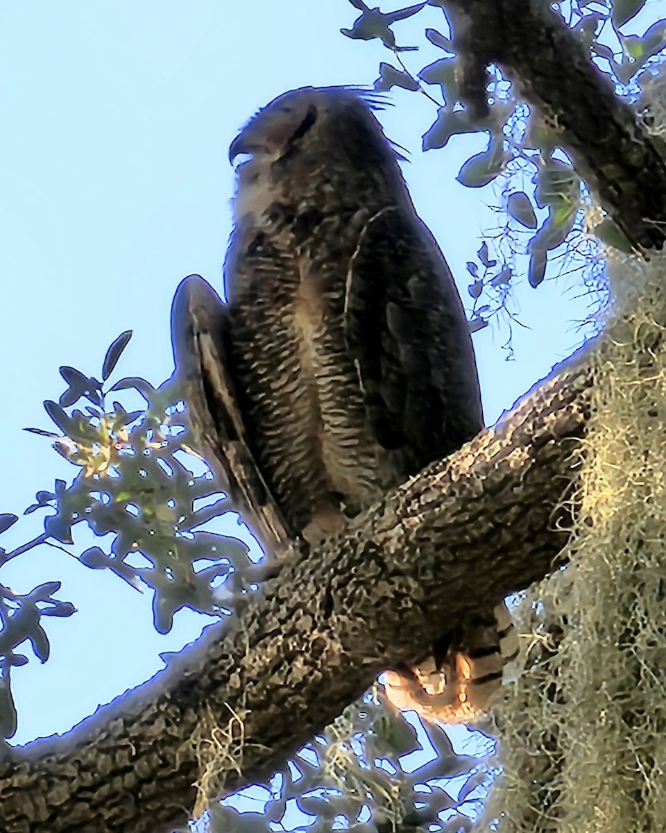 Great Horned Owl - ML645583061