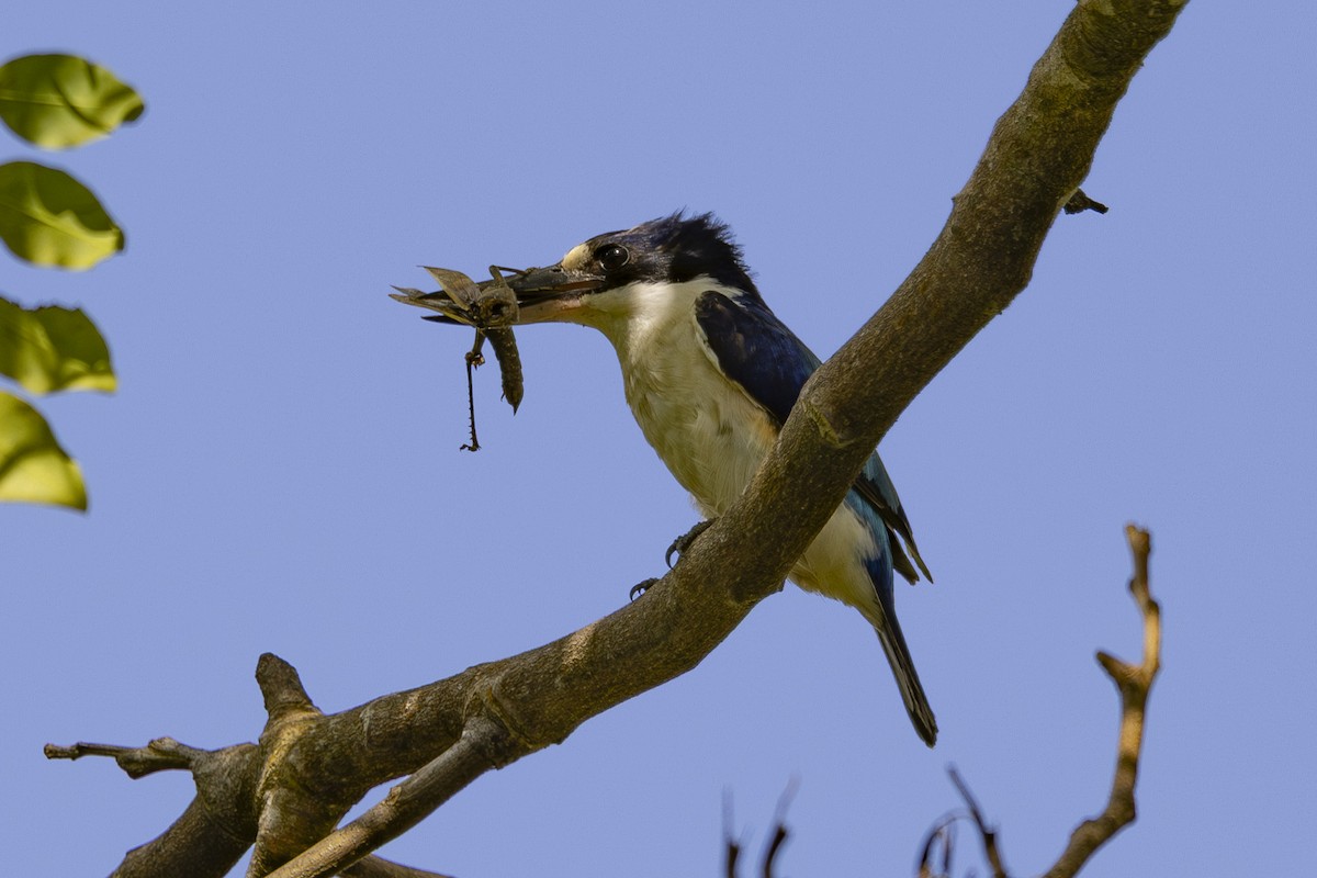 Forest Kingfisher - ML645583071