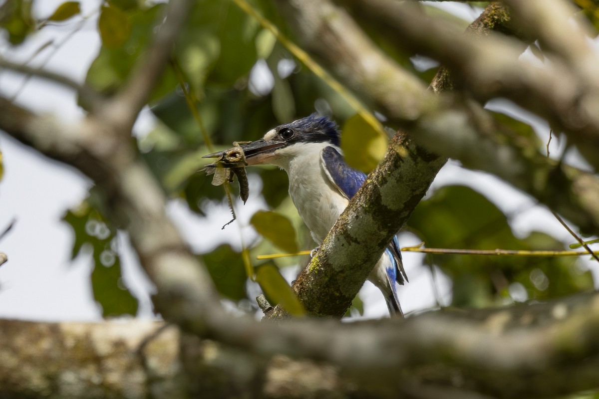 Forest Kingfisher - ML645583072