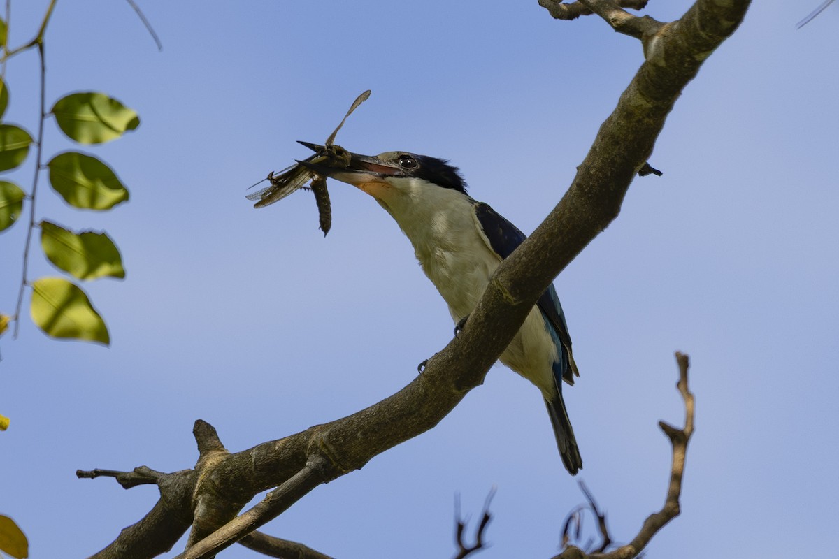 Forest Kingfisher - ML645583073