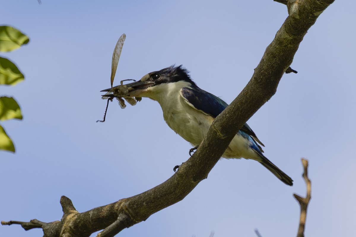 Forest Kingfisher - ML645583074