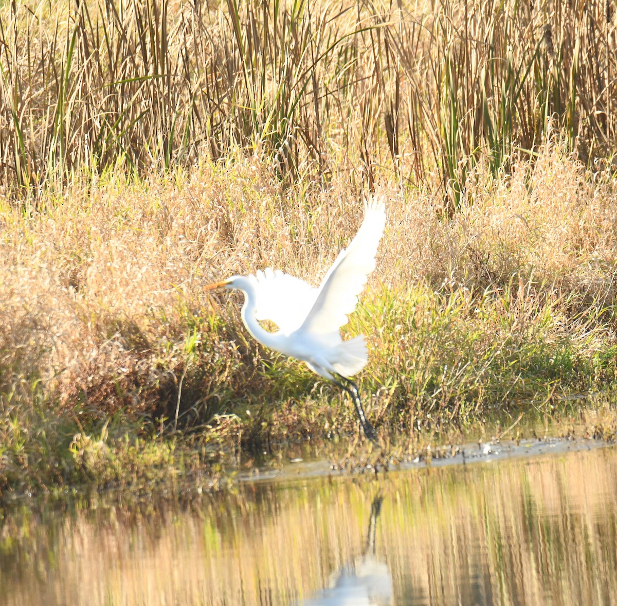 Great Egret - ML645583077