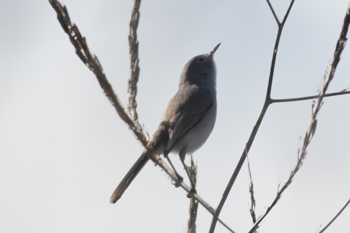 Комароловка сиза - ML645583079