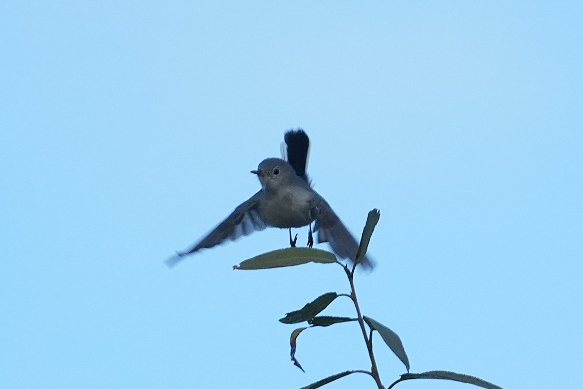 Комароловка сиза - ML645583080