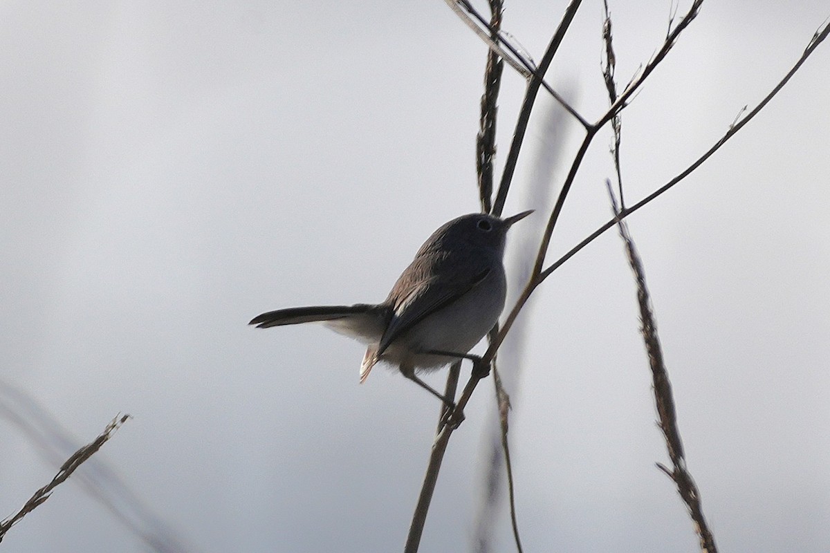 Комароловка сиза - ML645583082