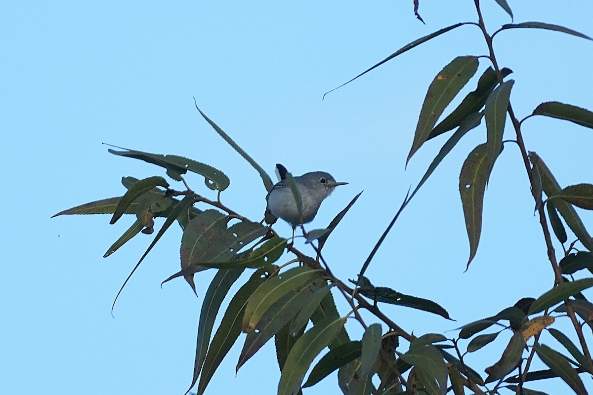 Комароловка сиза - ML645583083