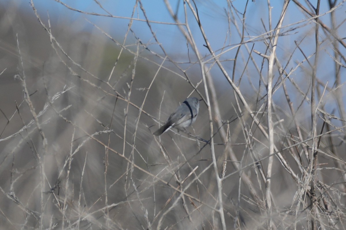 Комароловка сиза - ML645583084