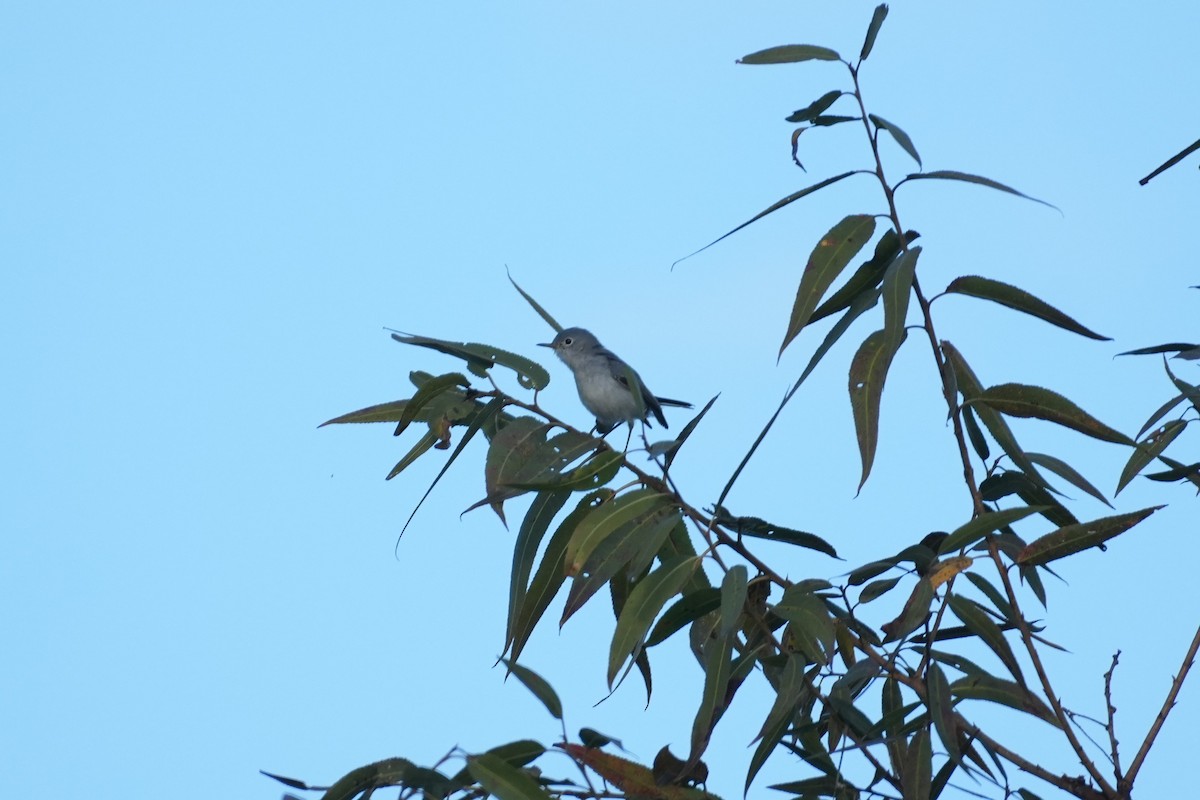 Комароловка сиза - ML645583085