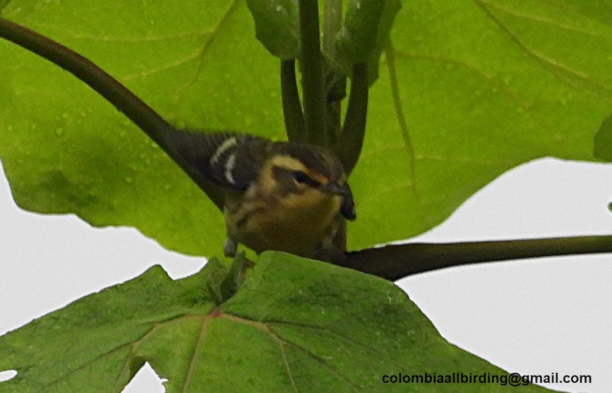 Blackburnian Warbler - ML645583086