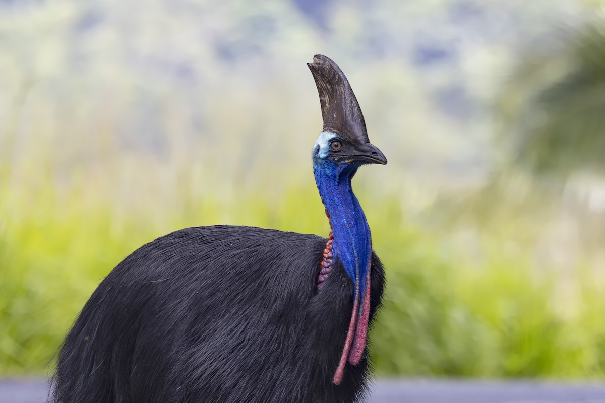 Southern Cassowary - ML645583088