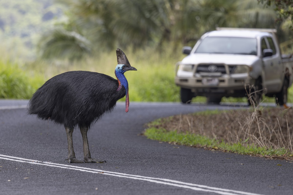 Southern Cassowary - ML645583095