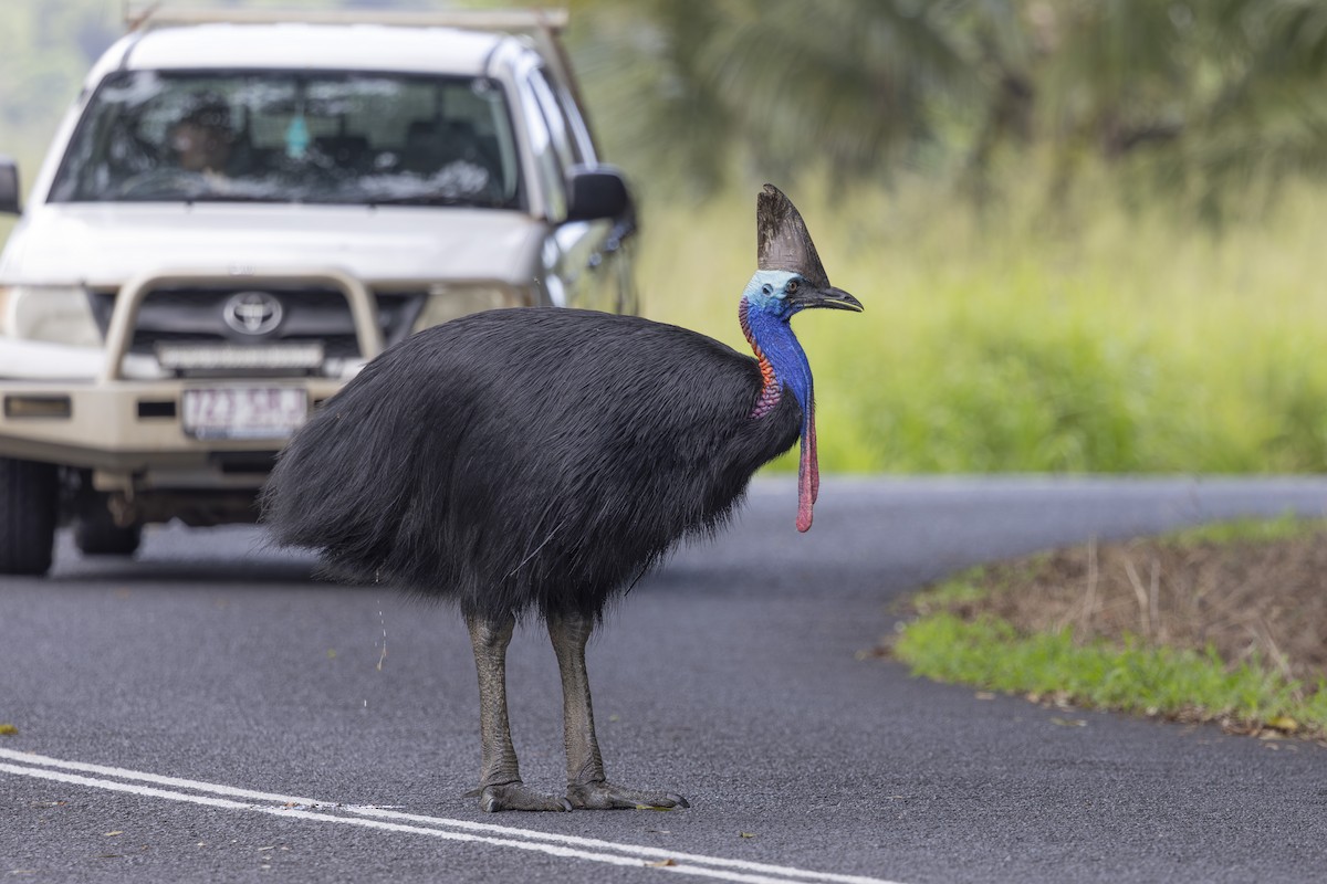 Southern Cassowary - ML645583096