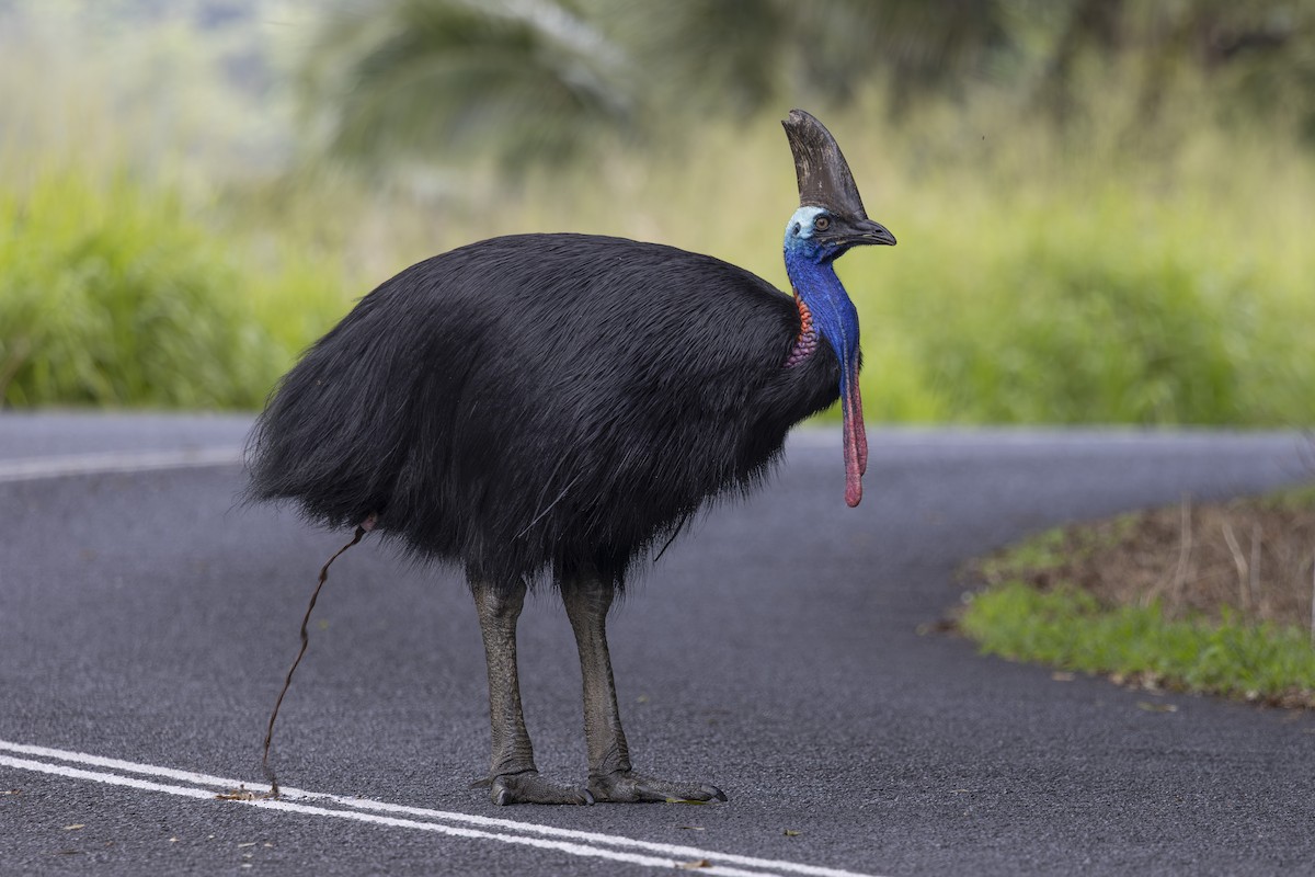 Southern Cassowary - ML645583100