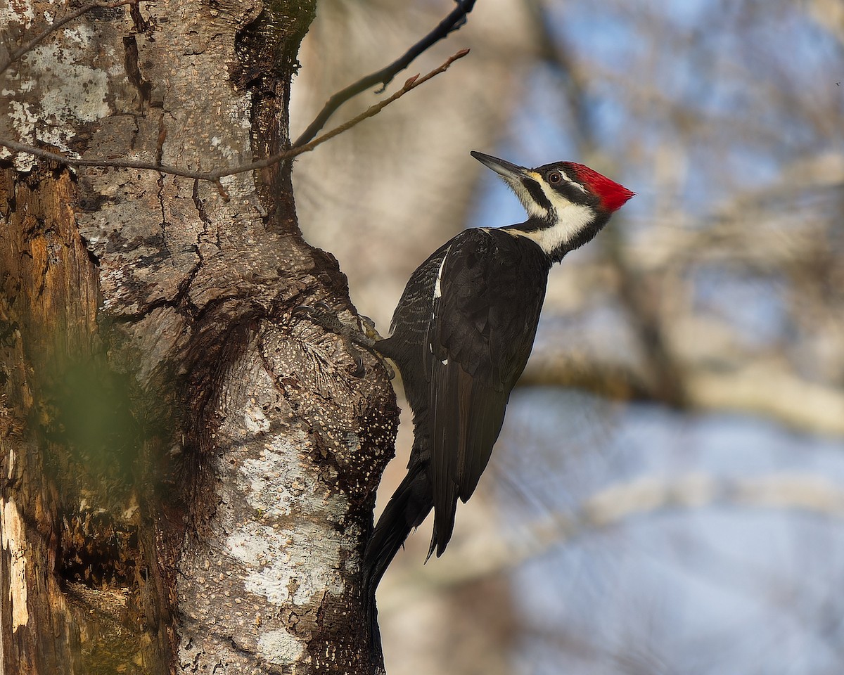 Pileated Woodpecker - ML645583107