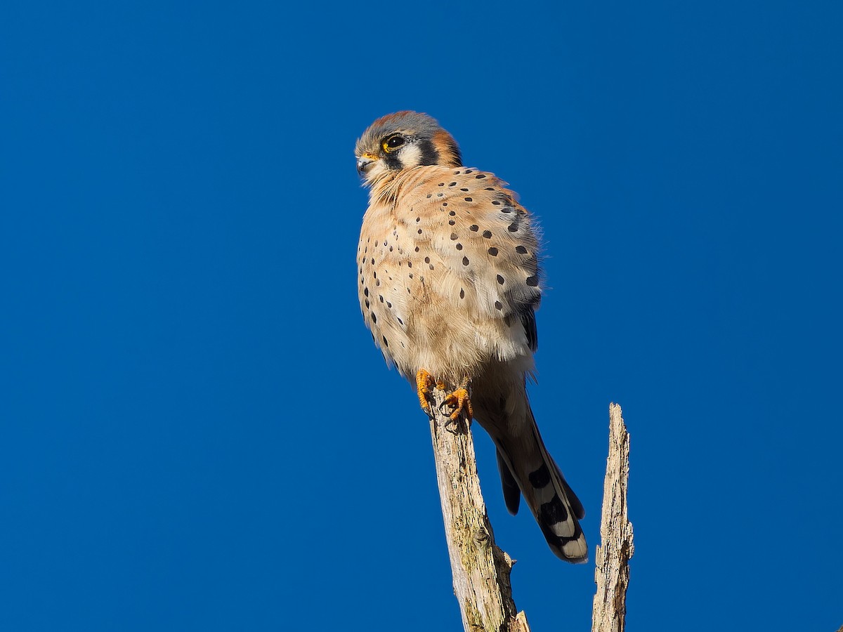 American Kestrel - ML645583117