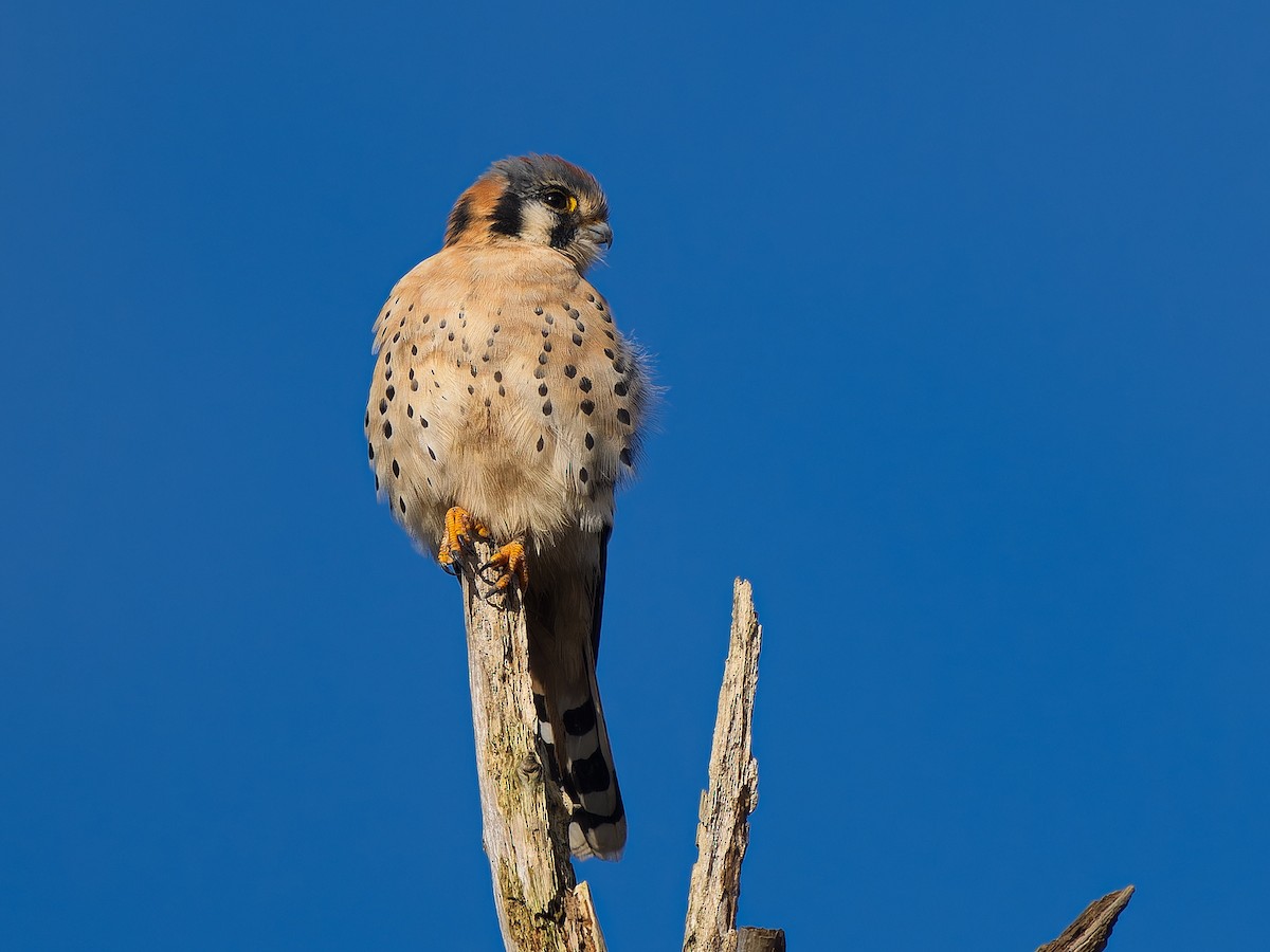 American Kestrel - ML645583119