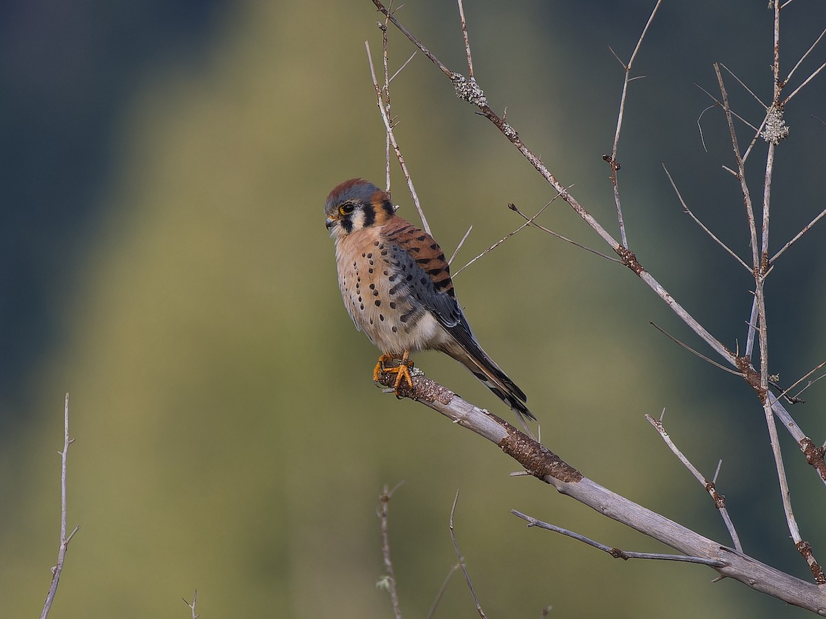 American Kestrel - ML645583120