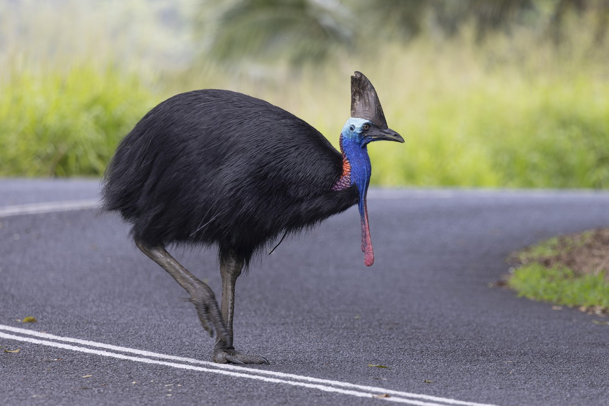 Southern Cassowary - ML645583127