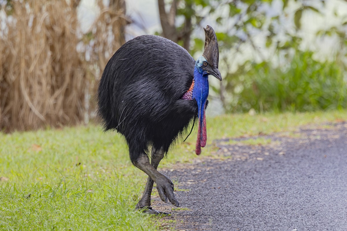 Southern Cassowary - ML645583133