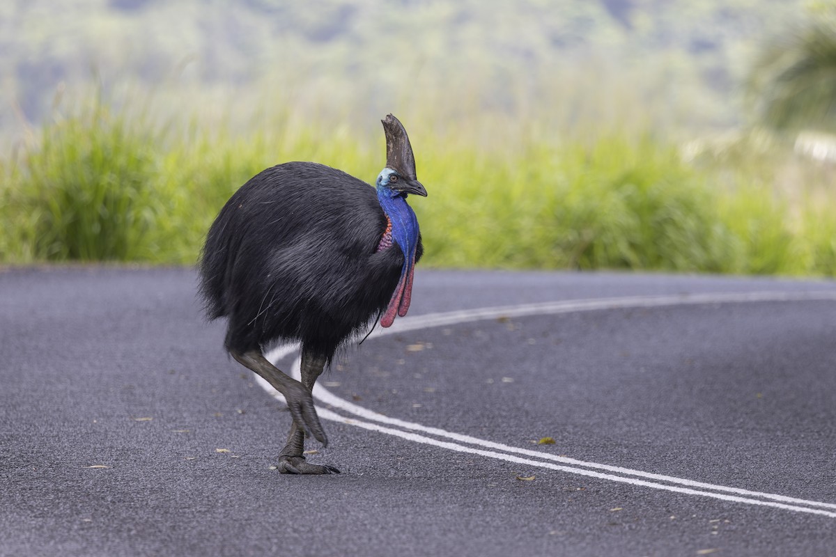 Southern Cassowary - ML645583134