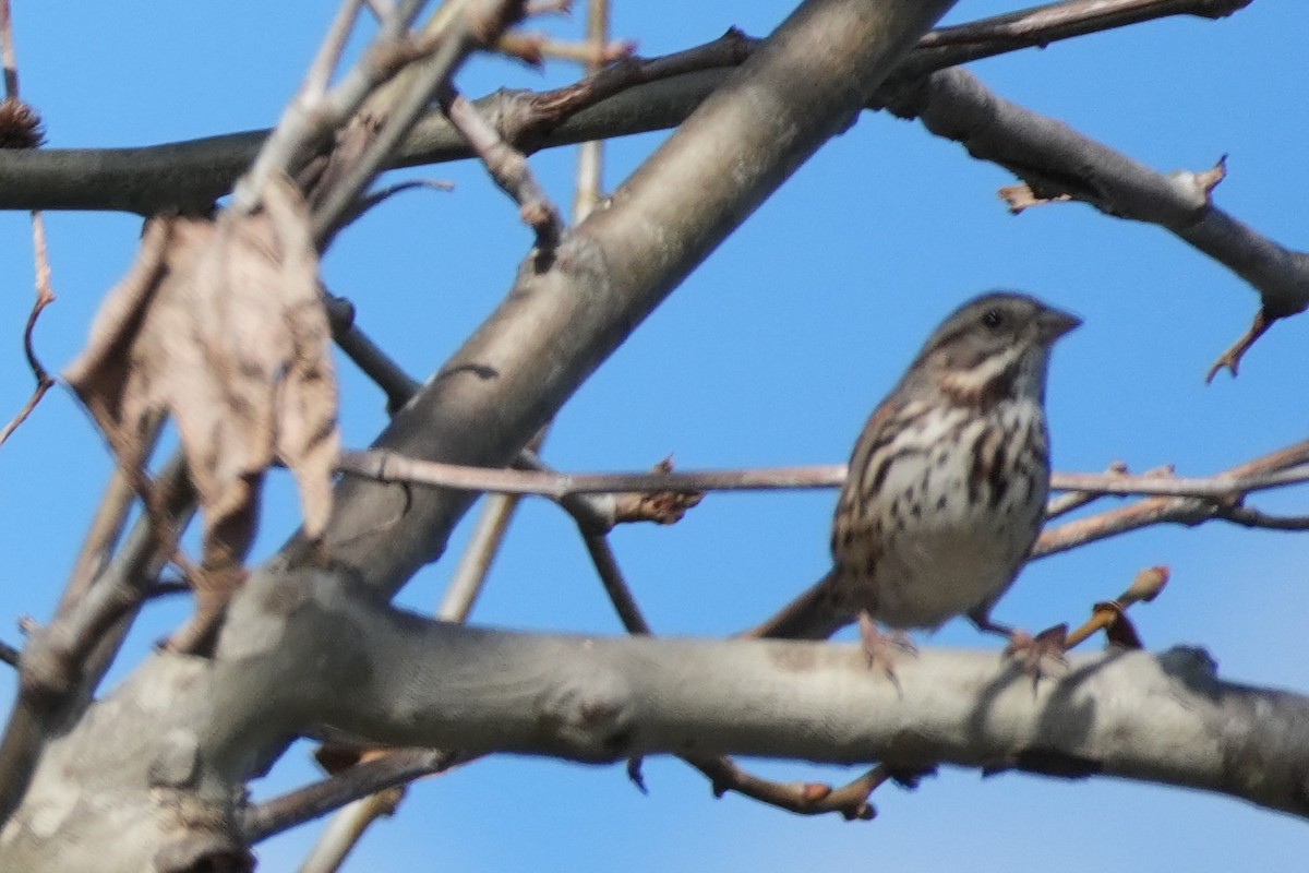 Song Sparrow - ML645583137