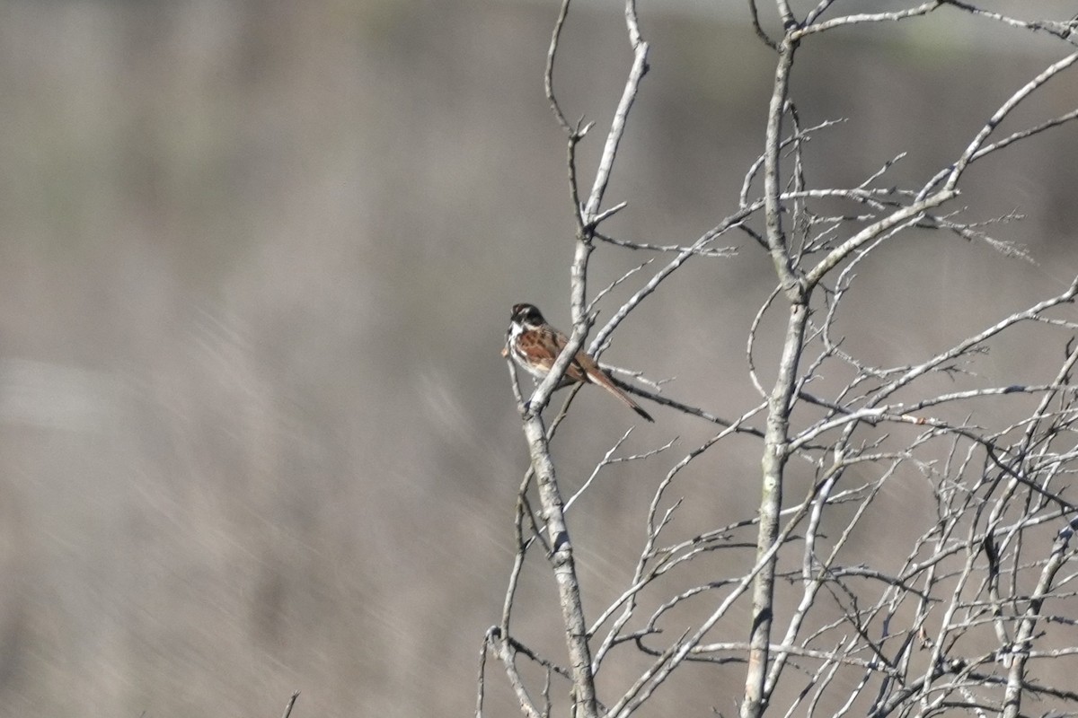 Song Sparrow - ML645583138