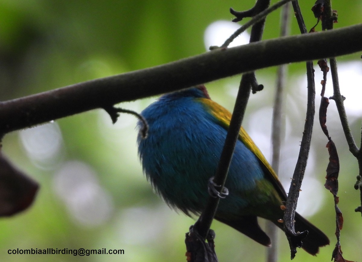 Calliste rouverdin - ML645583139