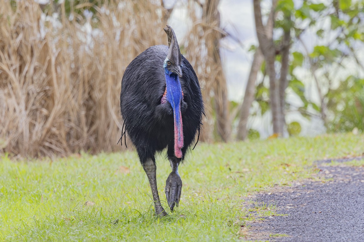 Southern Cassowary - ML645583143
