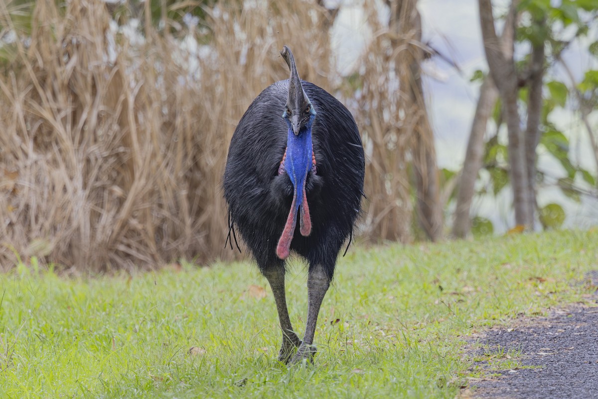 Southern Cassowary - ML645583144