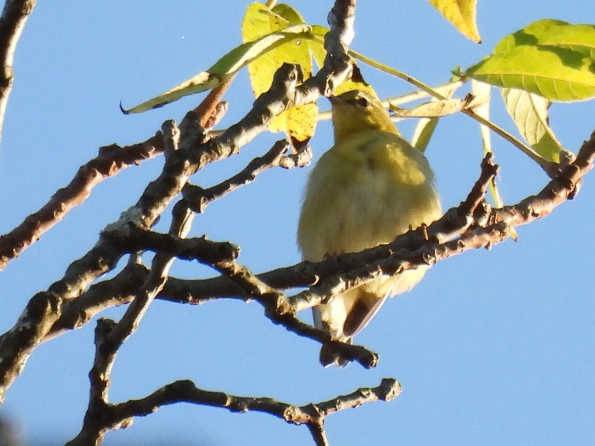 Червоїд світлобровий - ML645583153