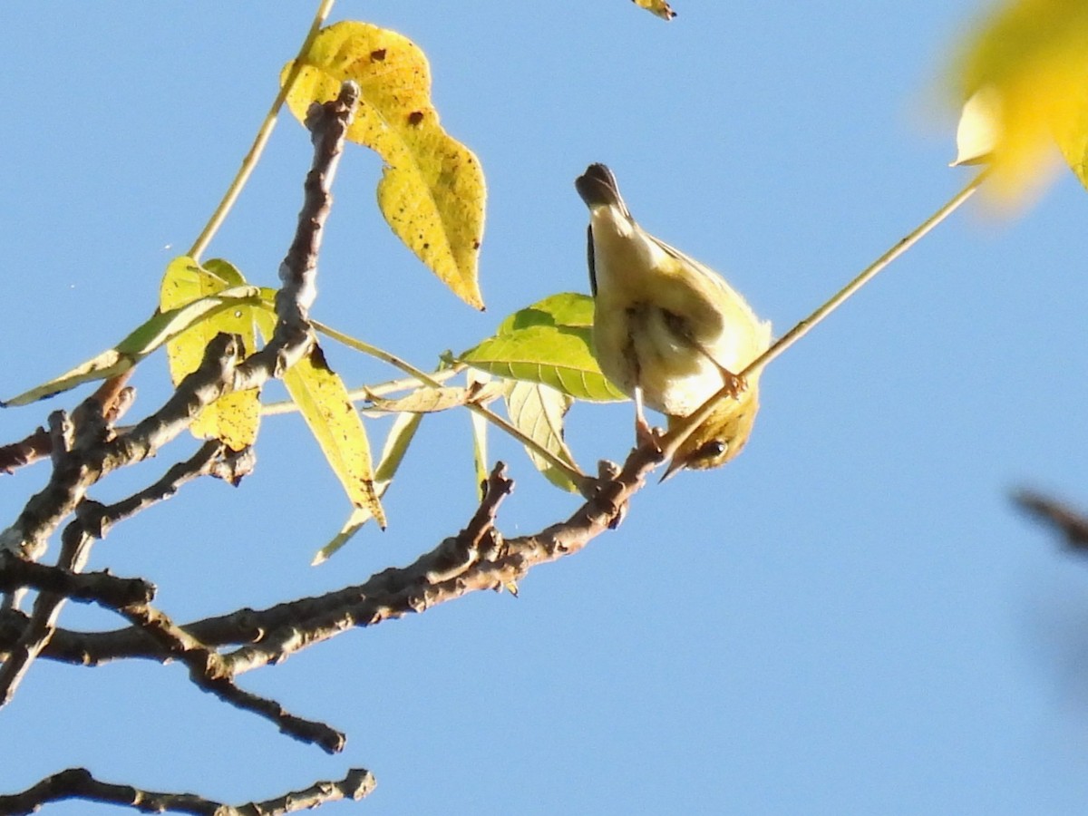 Червоїд світлобровий - ML645583154