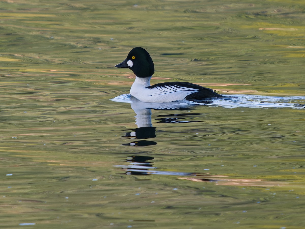 Алаг шунгаач - ML645583155