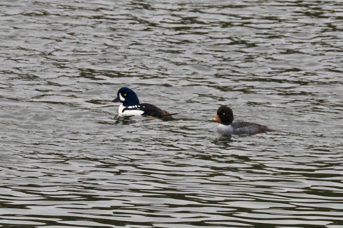 Barrow's Goldeneye - ML645583156