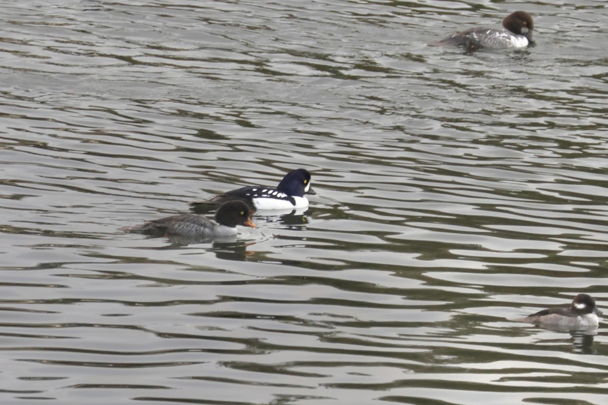Barrow's Goldeneye - ML645583158