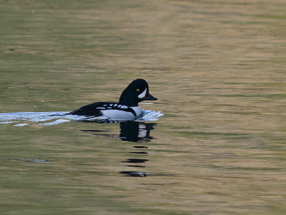 Barrow's Goldeneye - ML645583159