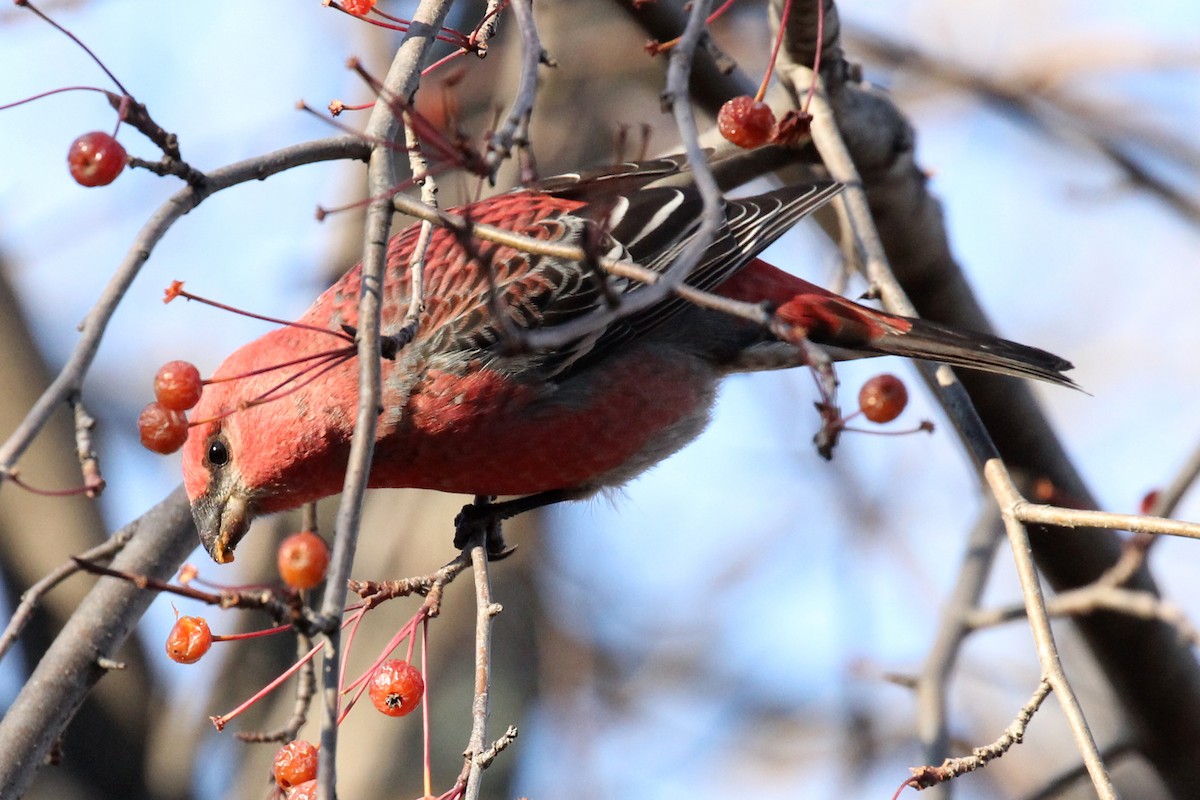 Hakengimpel - ML645583163