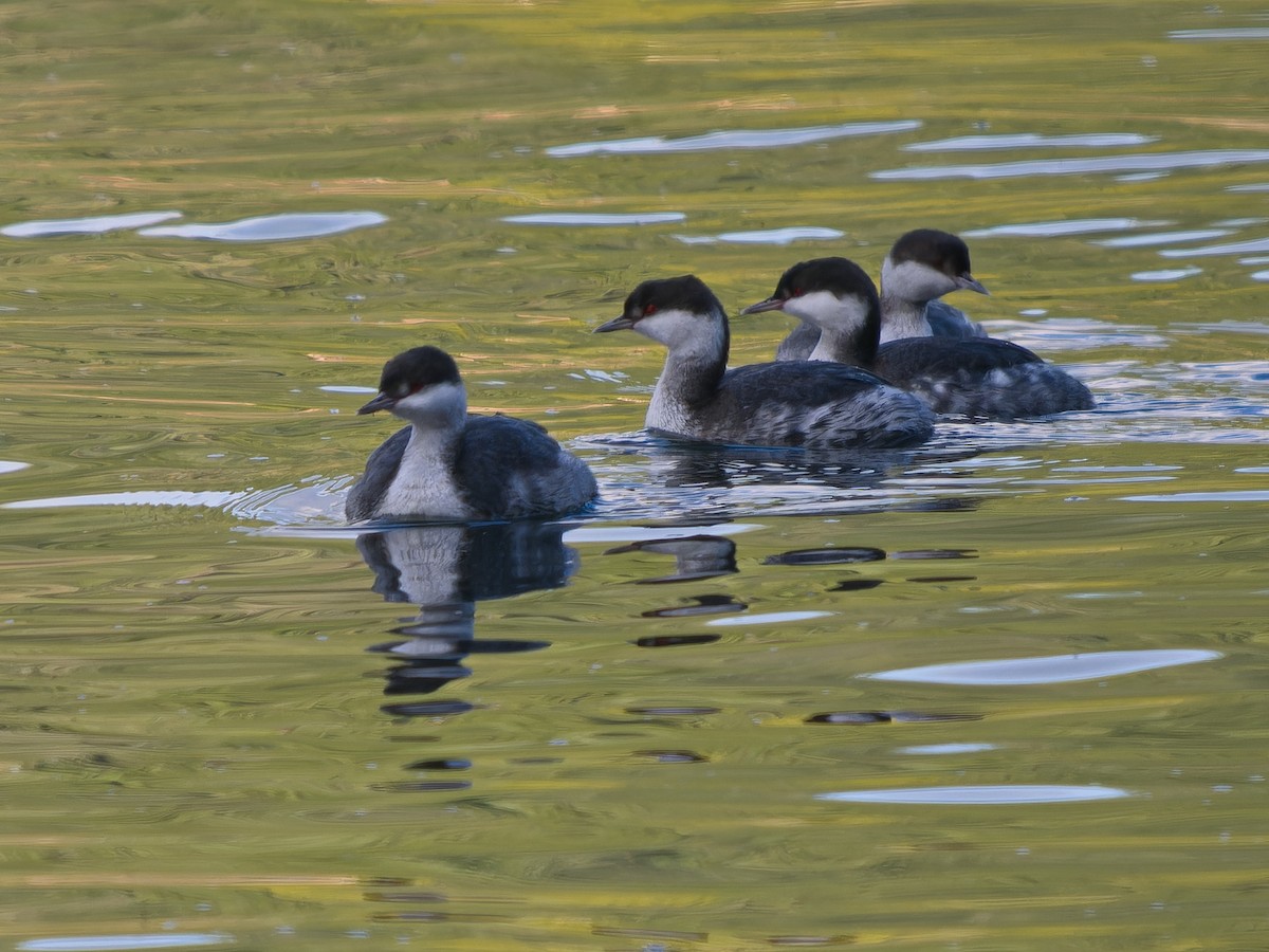 Ухаа шунгуур - ML645583165