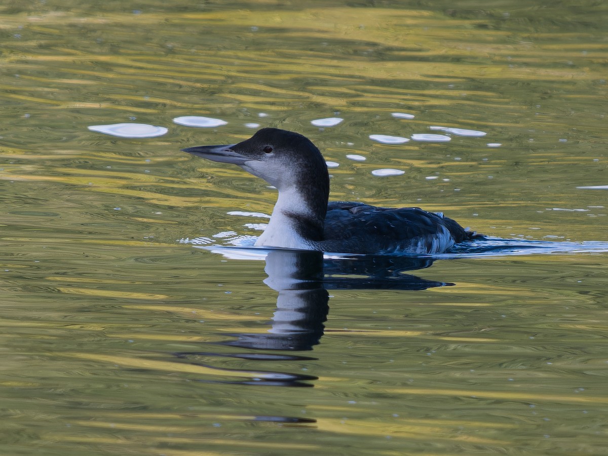 Buz Dalgıcı - ML645583169