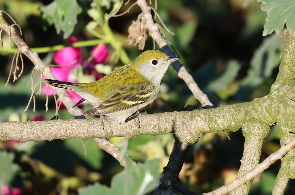 lesňáček rezavoboký - ML645583170