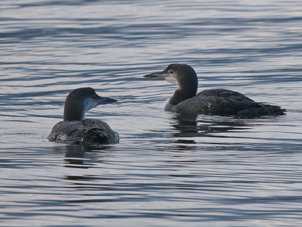 Buz Dalgıcı - ML645583176