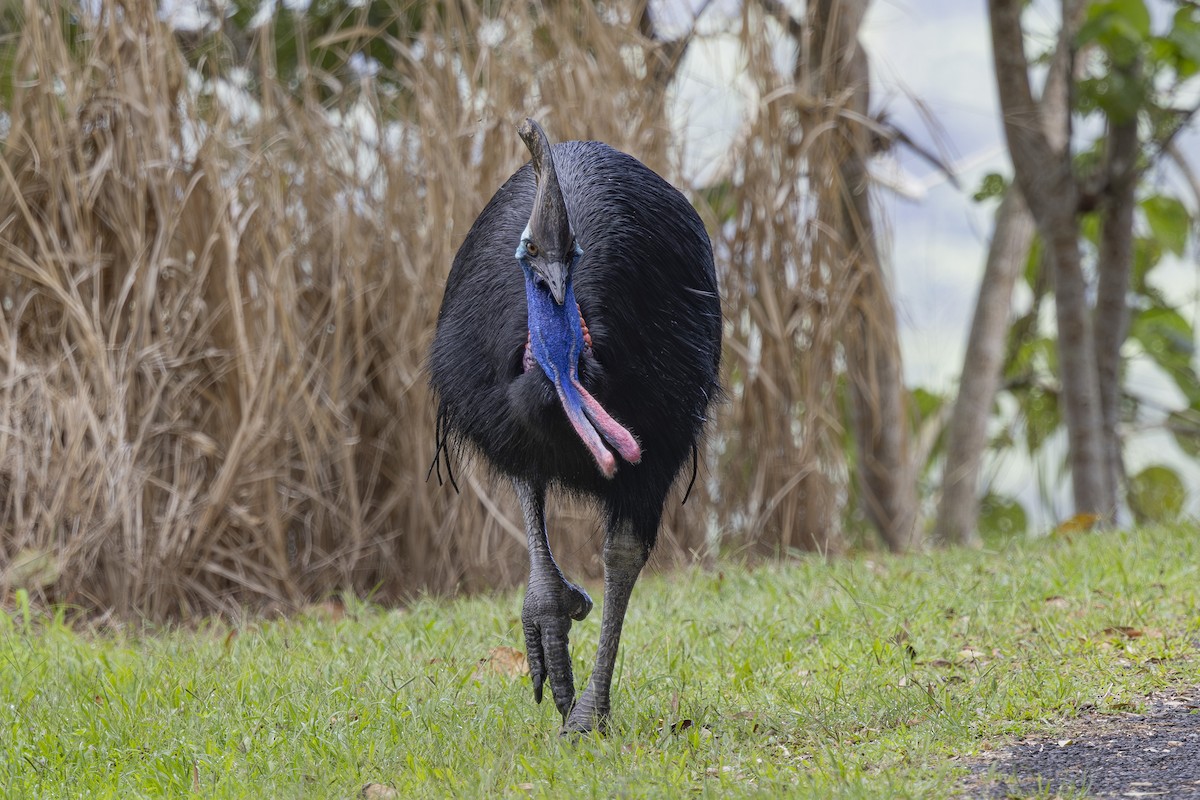 Southern Cassowary - ML645583177