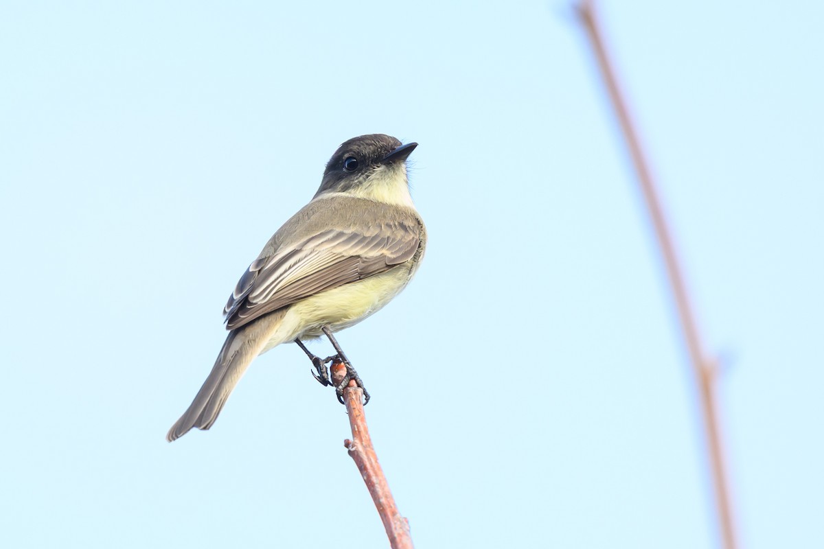 Eastern Phoebe - ML645583179