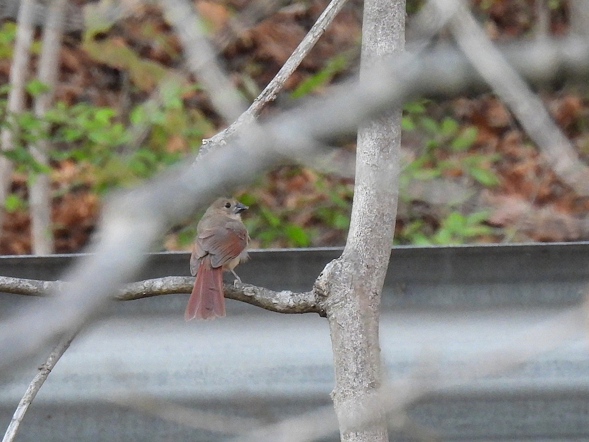 Красный кардинал - ML645583180