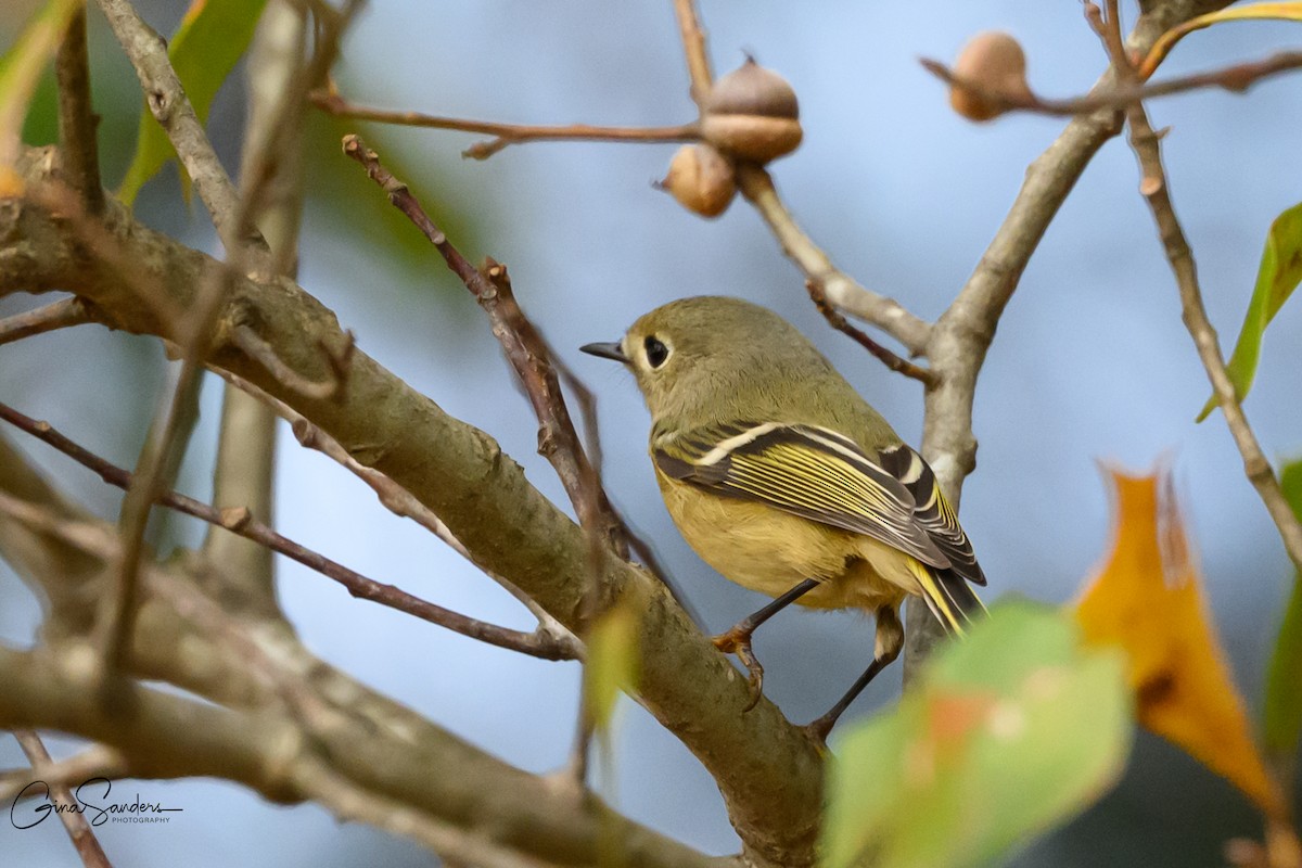 Ruby-crowned Kinglet - ML645583185