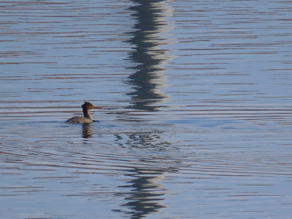Red-breasted Merganser - ML645583186